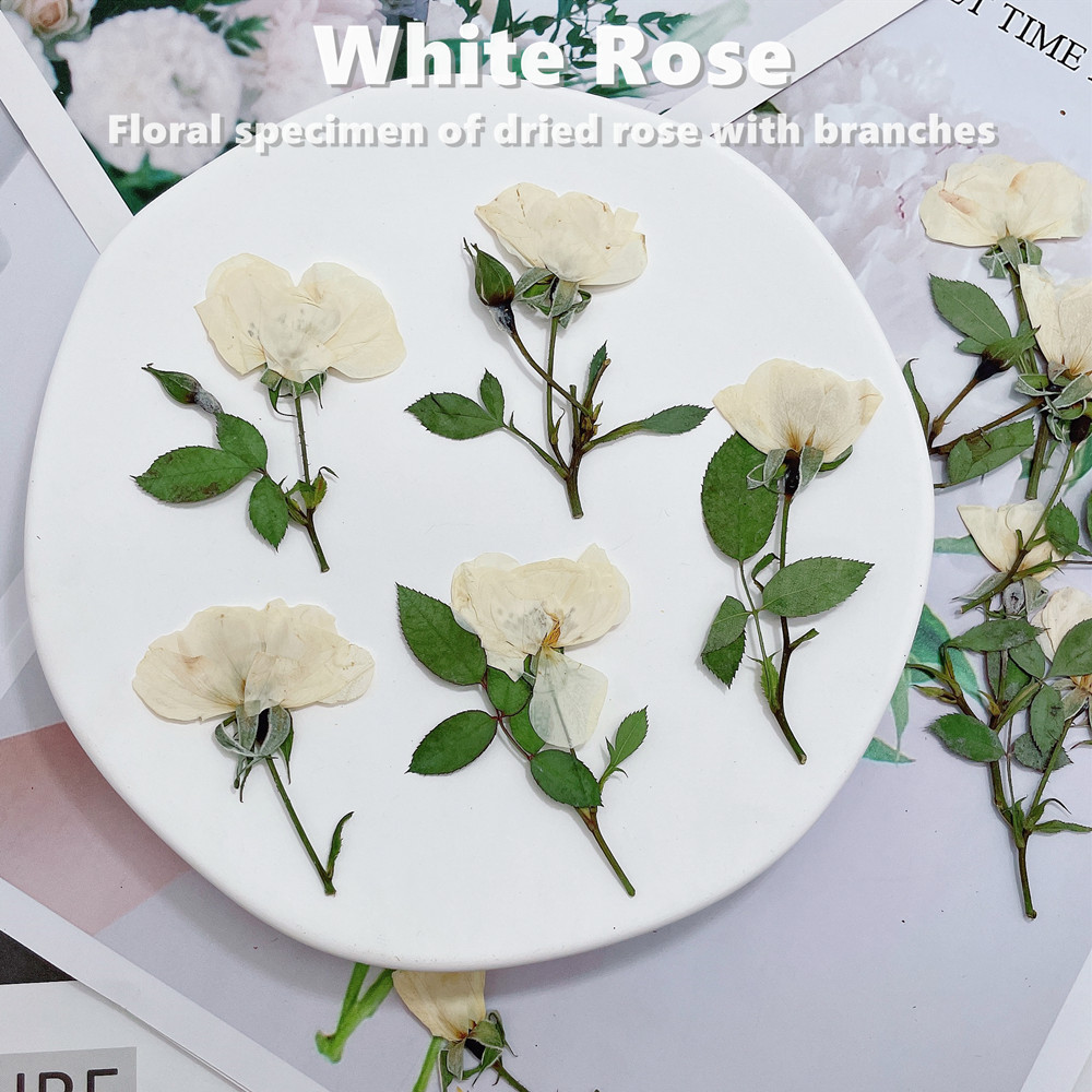 12 Stück, Naturweiße, Rosa und – Wedding Card Box Bewertung und Preis